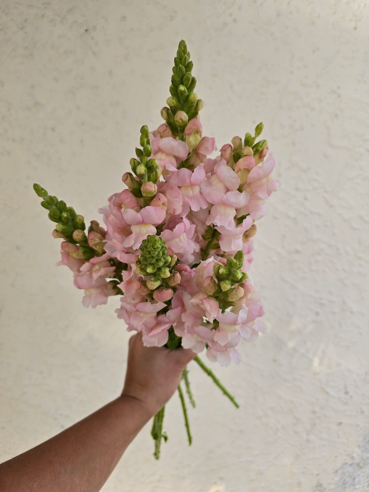 Business Blooms - Weekly Snapdragon Subscription